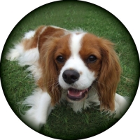 Cavalier King Charles Spare Wheel Cover Design