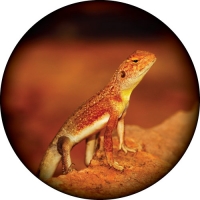 Outback Lizard Spare Wheel Cover