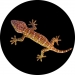 Gecko Spare Tyre Cover Design