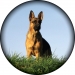 German Shepherd Printed Wheel Cover