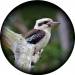 Kookaburra Spare Tyre Cover