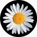 Daisy photo on your spare wheel cover