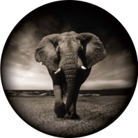 Travelling Elephant spare wheel cover design