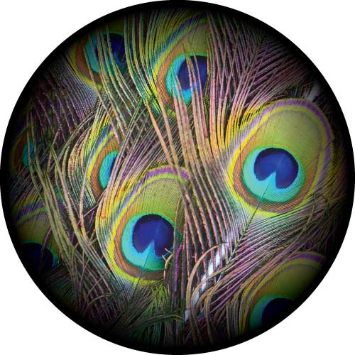 Full Colour Peacock Feathers on your spare tyre cover